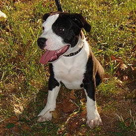 American Staffordshire Terrier !!! - 