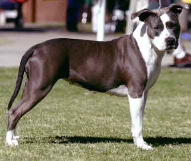 American Staffordshire Terrier !!! - 