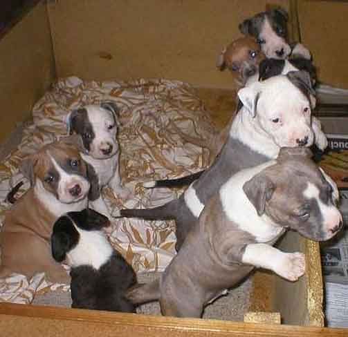 American Staffordshire Terrier !!! - 