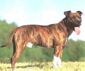 American Staffordshire Terrier !!! - 