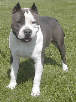 American Staffordshire Terrier !!! - 