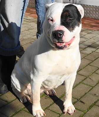 American Staffordshire Terrier !!! - 