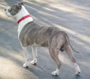 American Staffordshire Terrier !!! - 