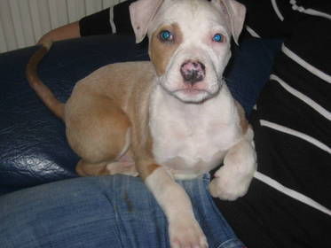 American Staffordshire Terrier !!! - 