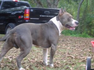 American Staffordshire Terrier !!! - 