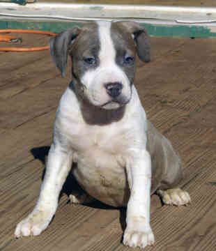 American Staffordshire Terrier !!! - 