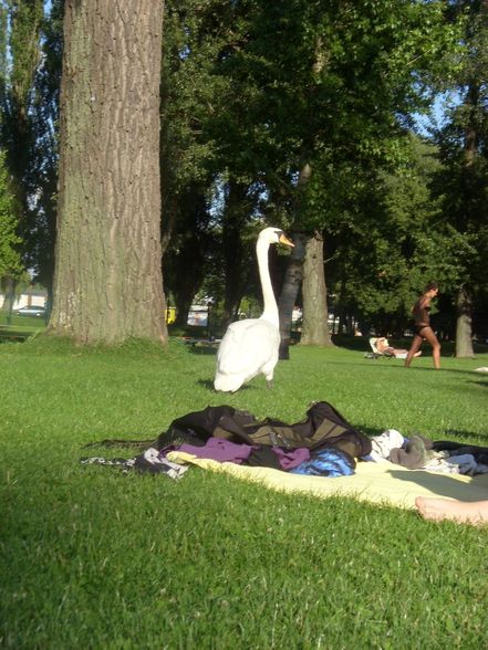 Freibad (Neumarkt, Wien...) 2009 - 