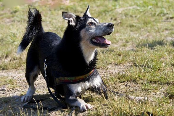 Meine zwei Wuffis  - 