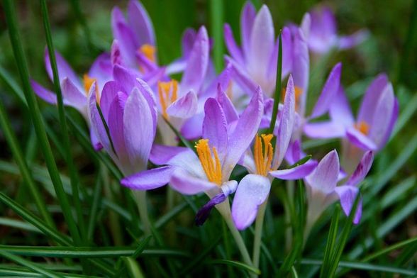 Frühling.. - 