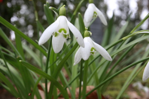 Frühling.. - 