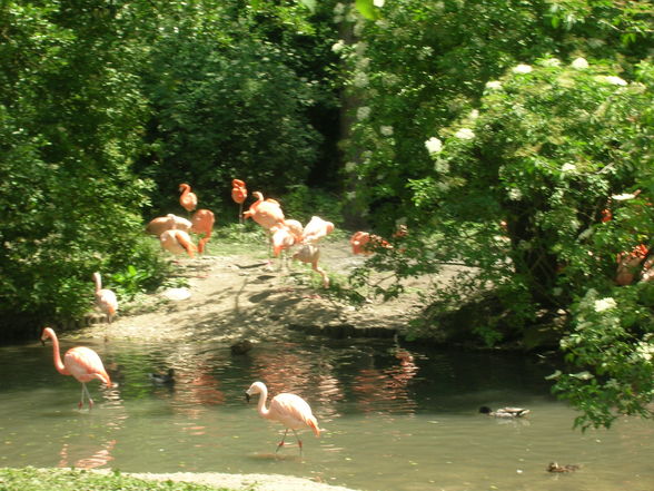 Tierpark  Schmiding - 