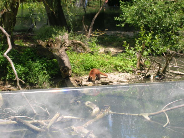 Tierpark  Schmiding - 