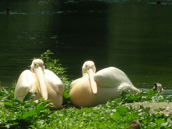 Tierpark  Schmiding - 