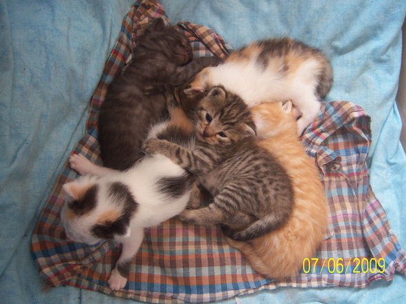 Katzenbabys....xD - 