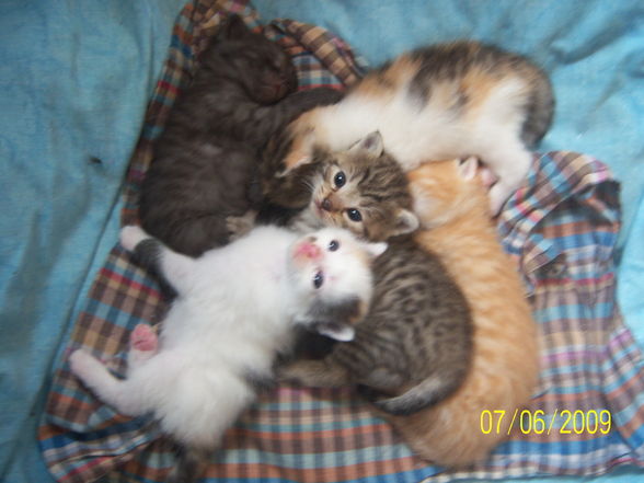 Katzenbabys....xD - 