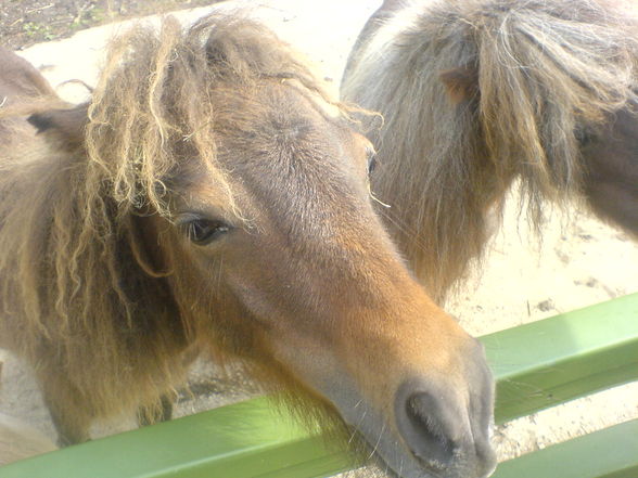 Tierpark 09.08.09 - 