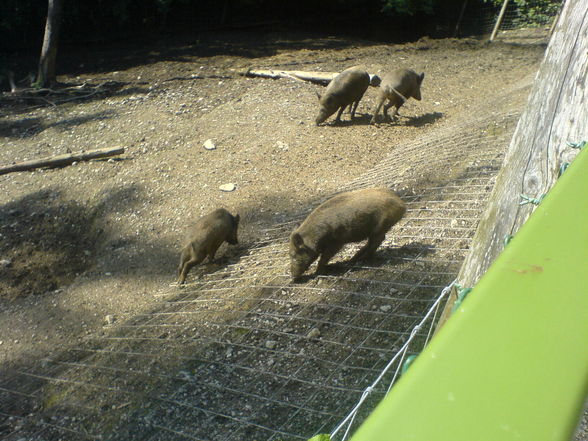 Tierpark 09.08.09 - 