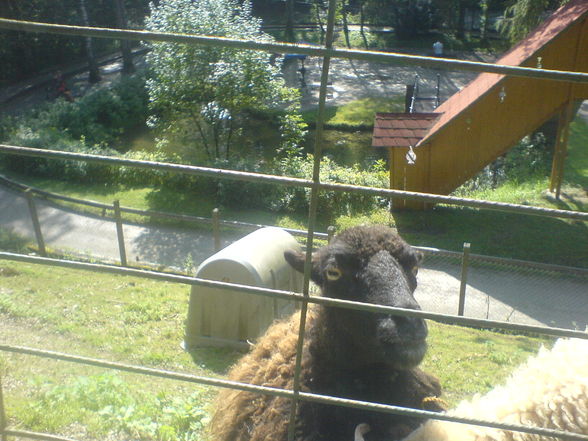 Tierpark 09.08.09 - 