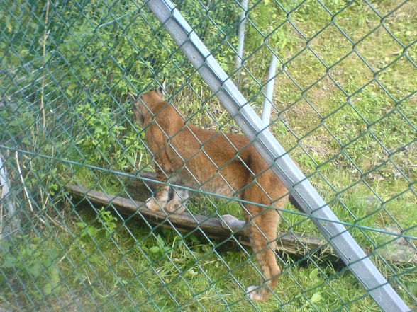 Tierpark 09.08.09 - 