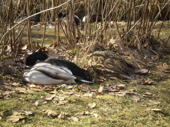 Meine Enten - 