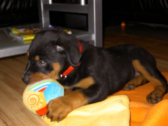 meine XENA - 