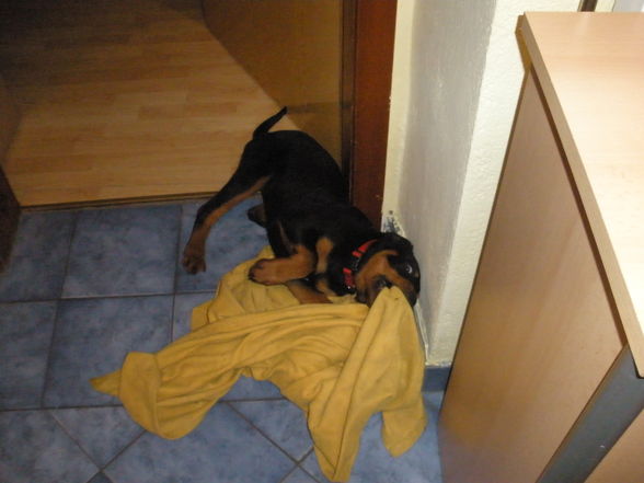 meine XENA - 