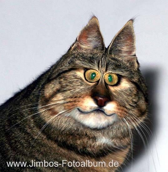 meine katze - 