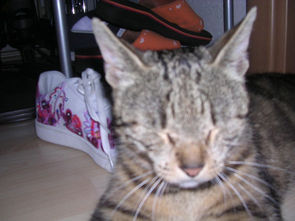 my cat´s old - 