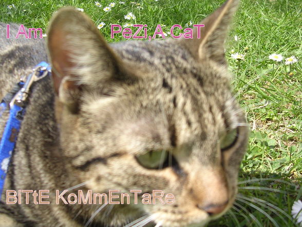 my cat´s in the sun (summer)2009 - 