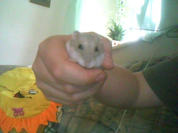 mein hamster  - 