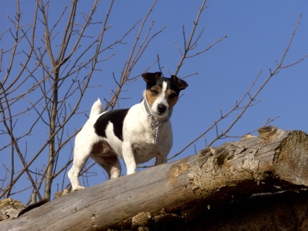 Meine zwoa Tierschatzis *g* - 