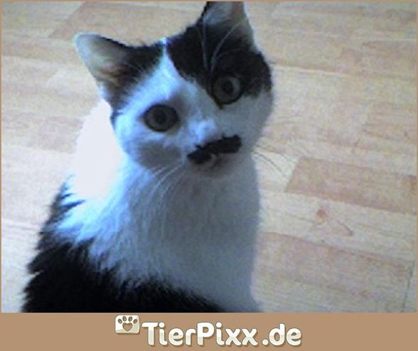 Hitlerkatzen - 