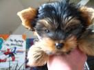 Yorkshireterrier - 