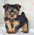 Yorkshireterrier - 