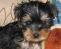 Yorkshireterrier - 