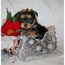 Yorkshireterrier - 