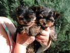 Yorkshireterrier - 