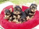 Yorkshireterrier - 