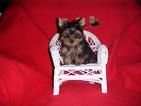 Yorkshireterrier - 