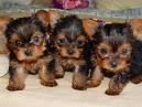 Yorkshireterrier - 