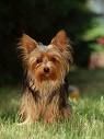 Yorkshireterrier - 