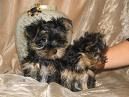 Yorkshireterrier - 