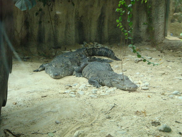 Tiergarten Schönbrunn 2009 - 