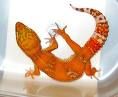 Geckos - 