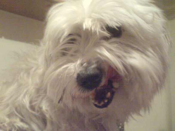 an hund muas ma hom xD - 