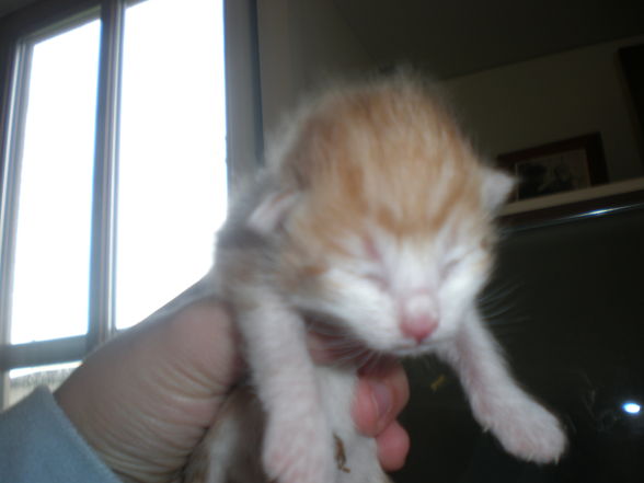 babykatzen!!! - 