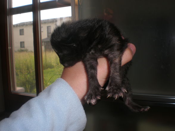 babykatzen!!! - 