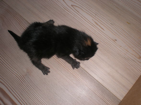 babykatzen!!! - 