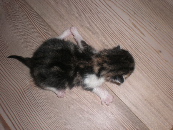 babykatzen!!! - 