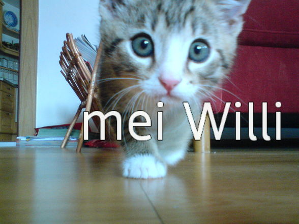 mei Willi - 